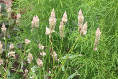 Federbusch Celosia