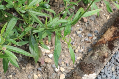 Federbusch Celosia