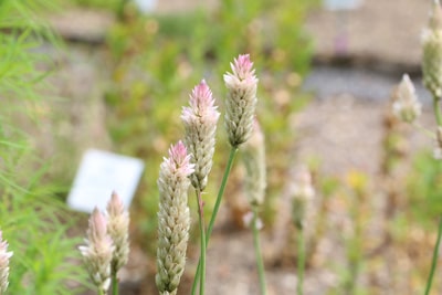 Federbusch Celosia