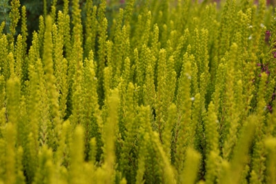 Blumenarten Besenheide