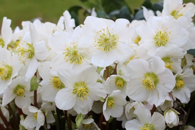 Blumenarten Christrose