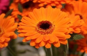 Blumenarten Gerbera