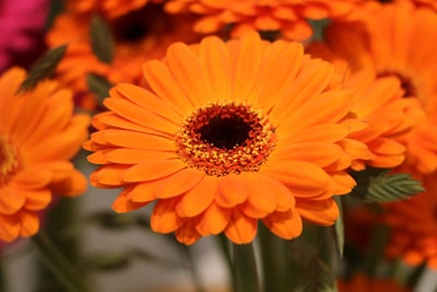 Blumenarten Gerbera