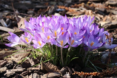 Blumenarten Krokusse