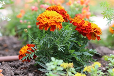 Blumenarten Tagetes