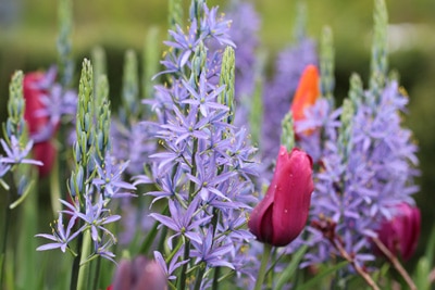 Camassia Prärielilie Camassia Prärielilie