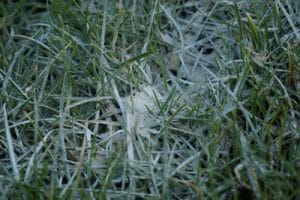 Eisendünger - Info + Wann gegen Moos im Rasen streuen - Gartendialog.de