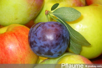 Pflaume