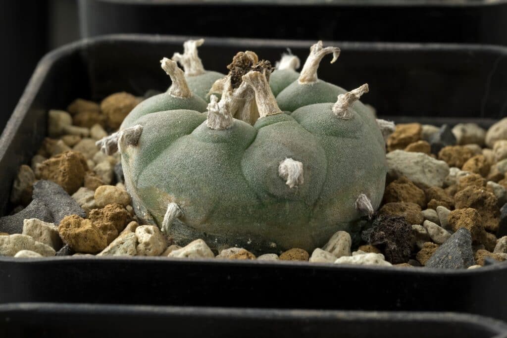 Lophophora williamsii