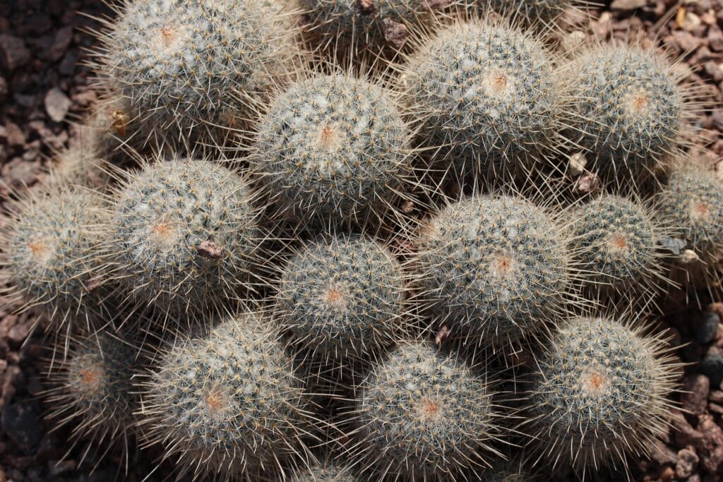 Mammillaria geminispina