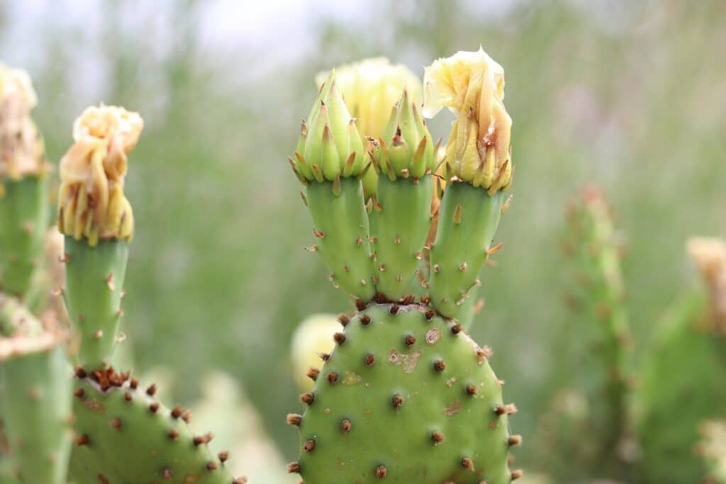 Opuntia cymochila