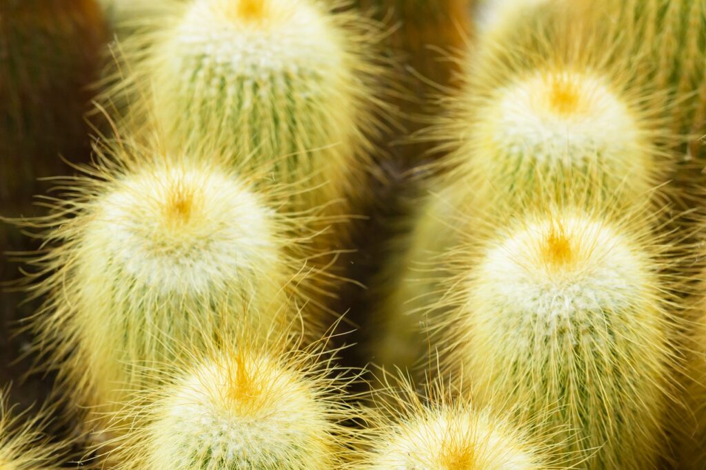 Parodia leninghausii