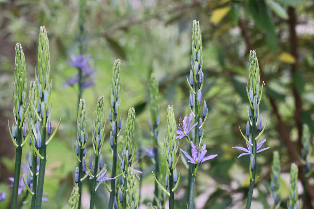 Prärielilie, Camassia