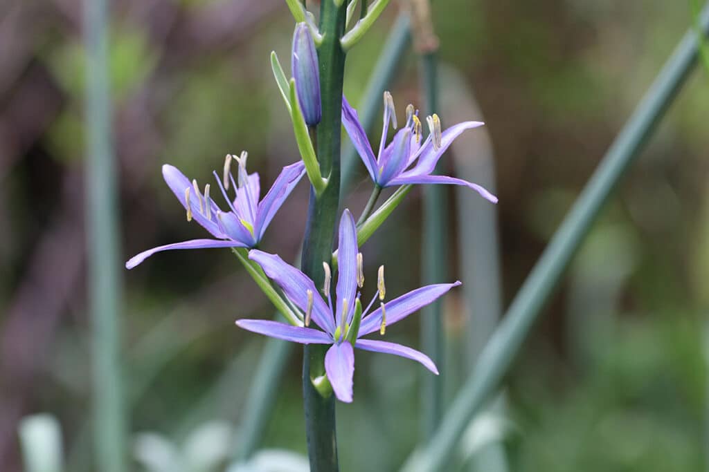 Prärielilie, Camassia