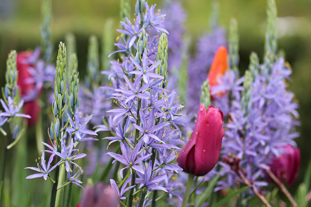 Prärielilie, Camassia