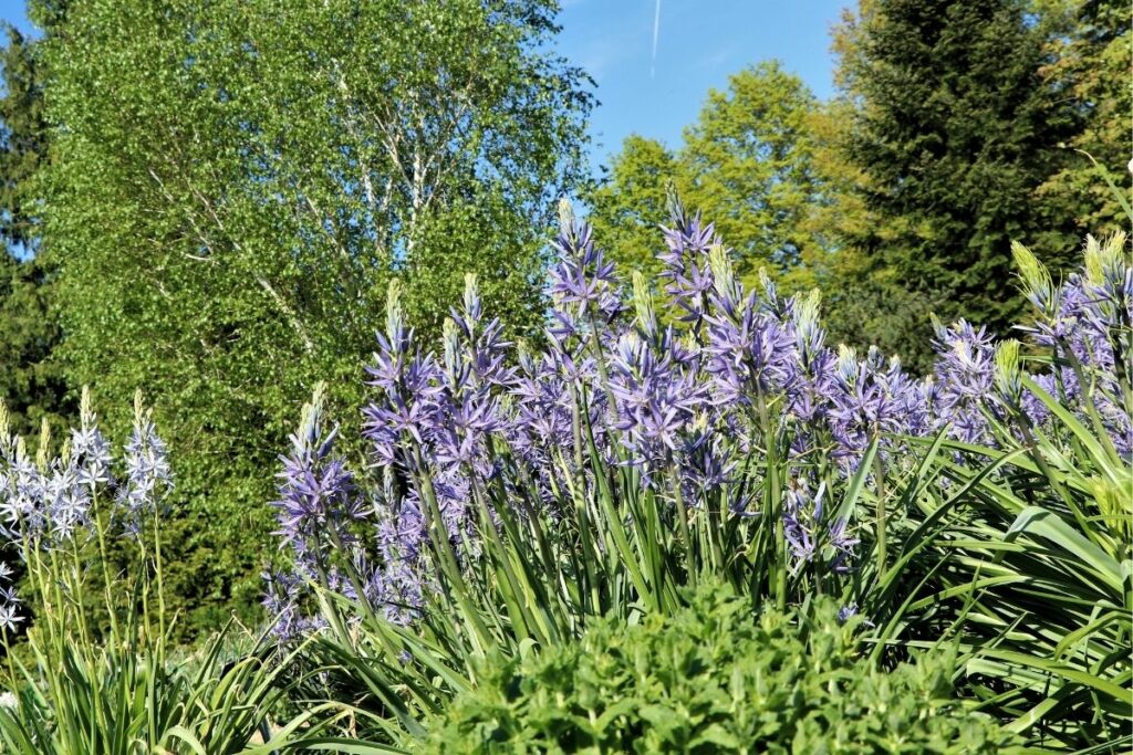 Camassia