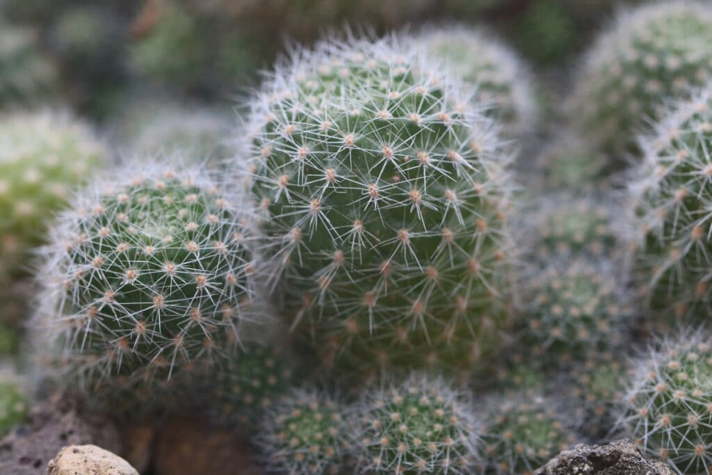 Rebutia pulvinosa