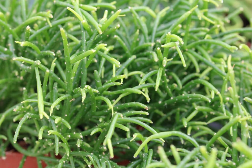 Rhipsalis cereuscula