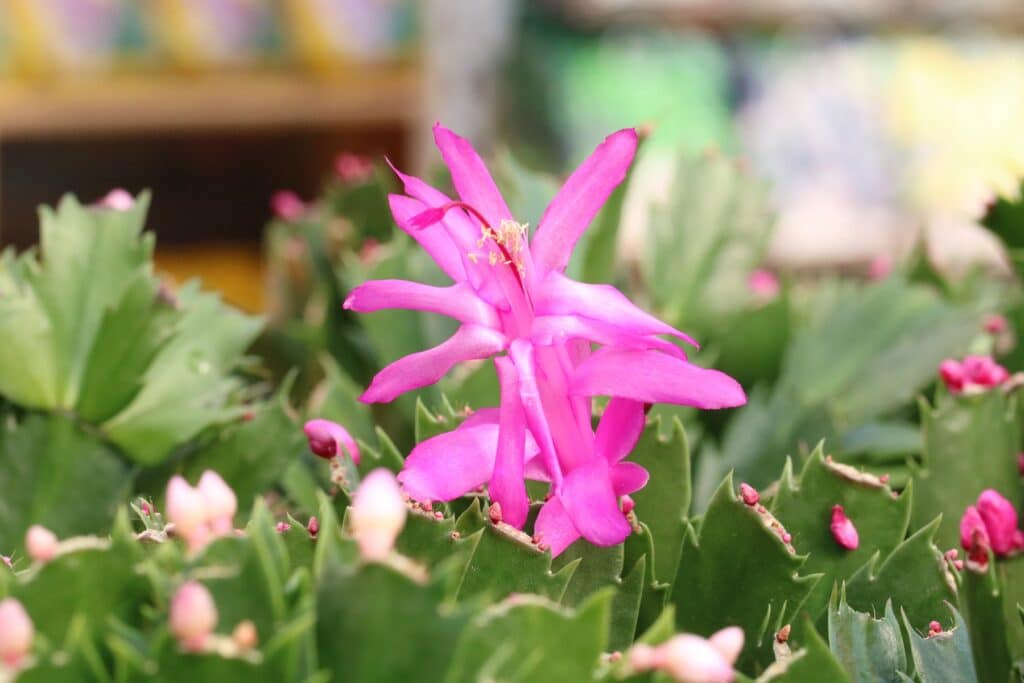 Weihnachtskaktus (Schlumbergera)