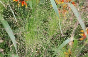 Rutenhirse - Panicum virgatum