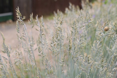 Blauschwingel - Festuca cinerea