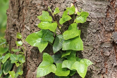 Rankpflanzen - Hedera helix