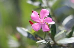 Oleander