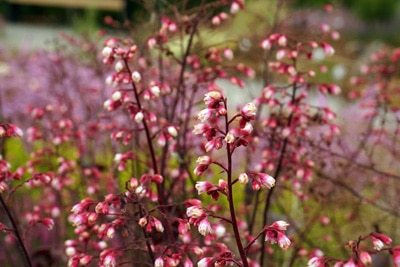 Purpurglöckchen - Heuchera