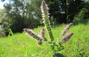 Zitronenmelisse blüht