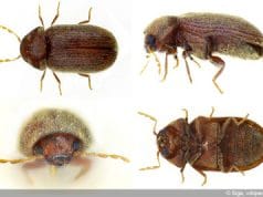 Schnellkäfer und Drahtwürmer bekämpfen - Elateridae ...