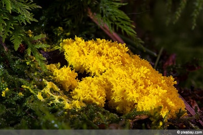 Schleimpilz - Hexenbutter - gelbe Lohblüte