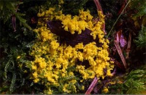 Schleimpilz - Hexenbutter - gelbe Lohblüte