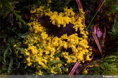 Schleimpilz - Hexenbutter - gelbe Lohblüte