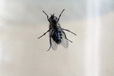 In kleine wohnung fliegen Fliegen in