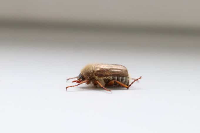 Käfer Im Schlafzimmer Hilfe