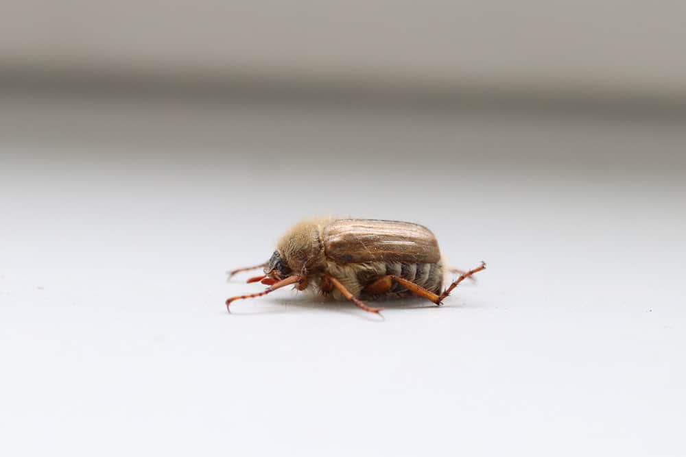 Kleine Braune Kafer In Der Wohnung Welcher Konnte Es Sein Gartendialog De