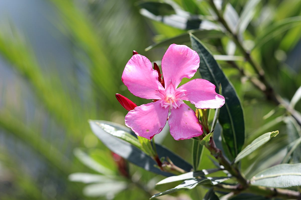 Wie giftig ist der Oleander für Menschen Vorsicht Kinder