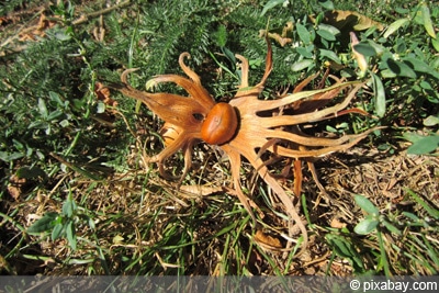 Baumhasel - Corylus colurna - türkische Haselnuss