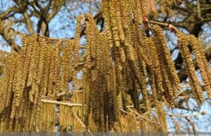 Baumhasel - Corylus colurna - türkische Haselnuss