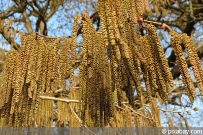 Baumhasel - Corylus colurna - türkische Haselnuss