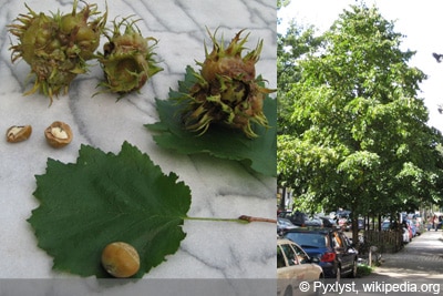 Baumhasel - Corylus colurna - türkische Haselnuss