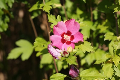 Hibiskus - Hibiscus