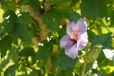 Hibiskus - Hibiscus