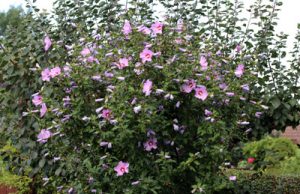 Hibiskusbaum