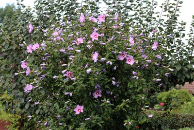 Hibiskus - Hibiscus