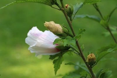 Hibiskusbaum - Hibiscus