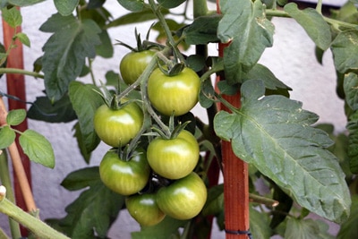 Tomaten im Winter