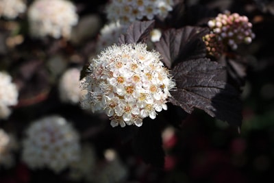 Blasenspiere - Fasanspiere - Physocarpus opulifolius