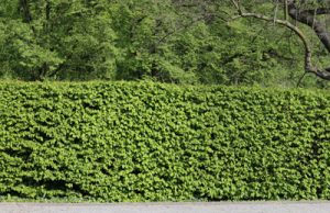 Buche - Fagus - Hecke