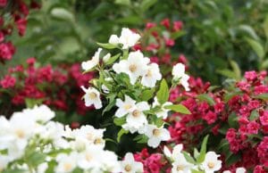 Duftjasmin - Philadelphus coronarius